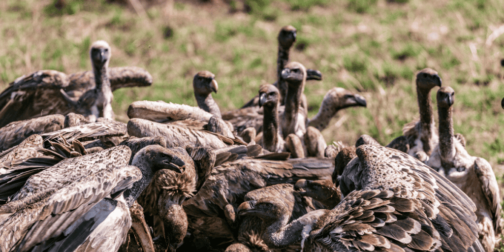 The Shooting of the Monstrous Man-Eating Birds of the Stymphalian Marshes
