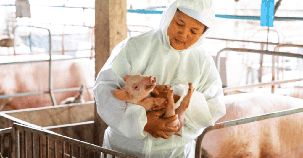 Dream about Buying a Pig
