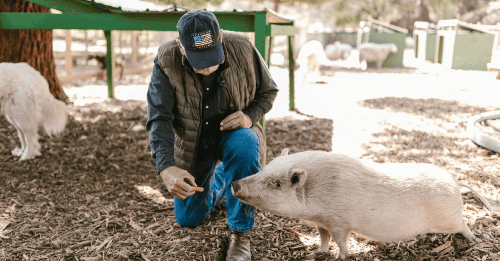 Dream about Feeding a Pig
