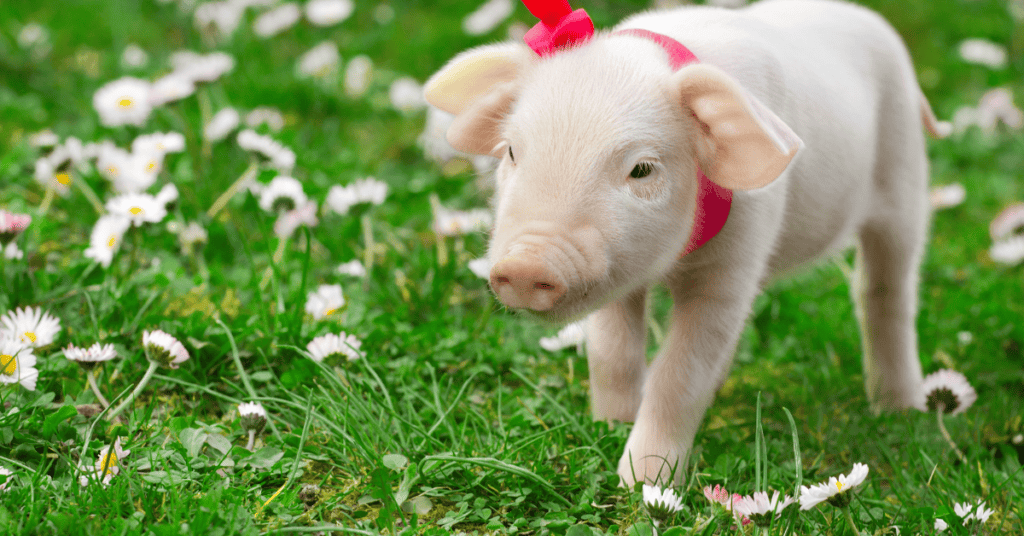 Dream about New Pigs