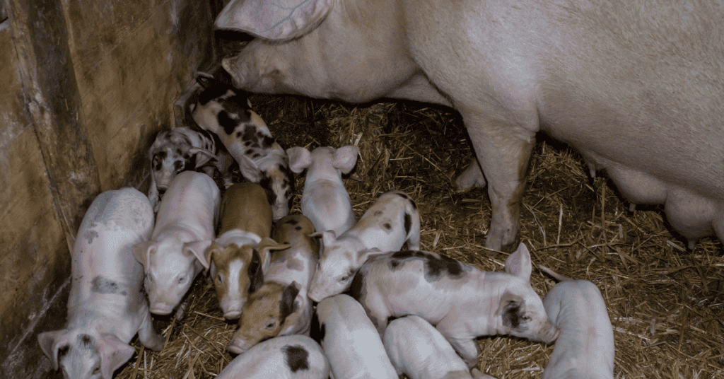 Dream about Pigs with Piglets