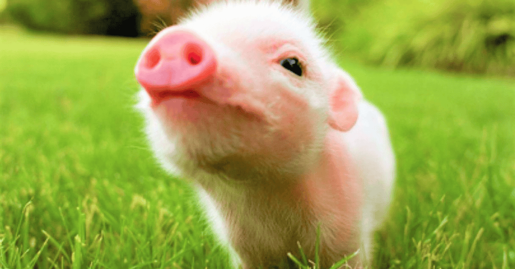 Dream about Red Pigs