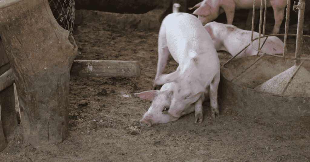 Dream about White Pigs