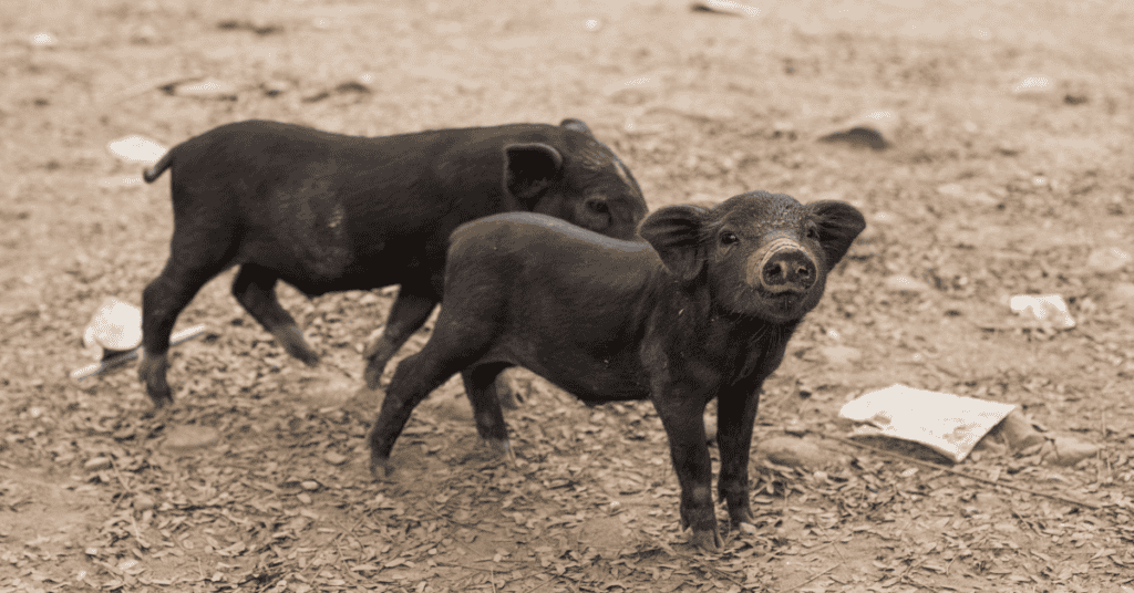Dreams about Black Pigs