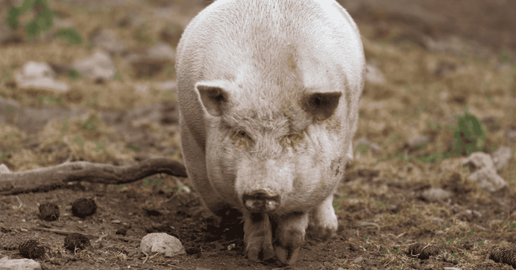 Fat Pig