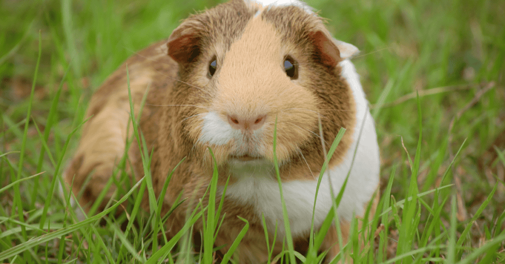 Guinea Pigs