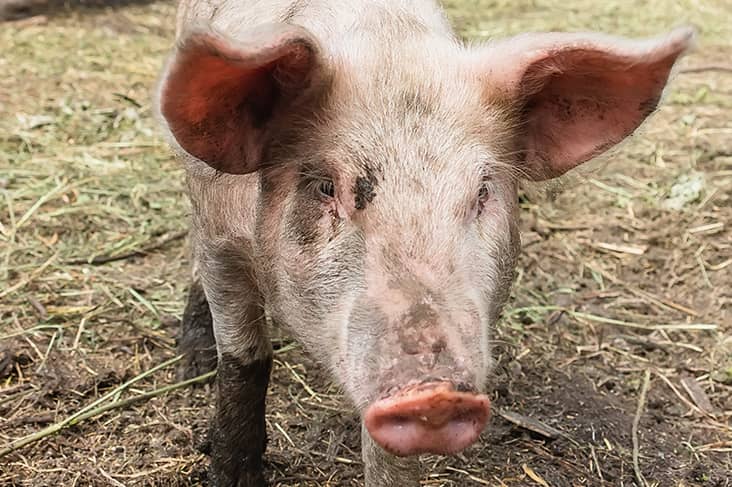 pigs dream meaning