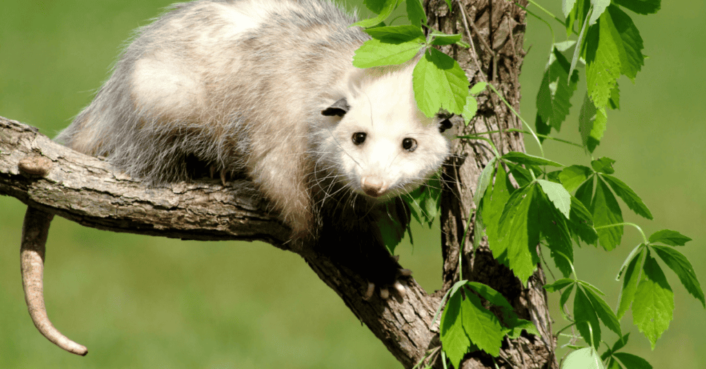 Interpretations About Seeing Possums In Dreams