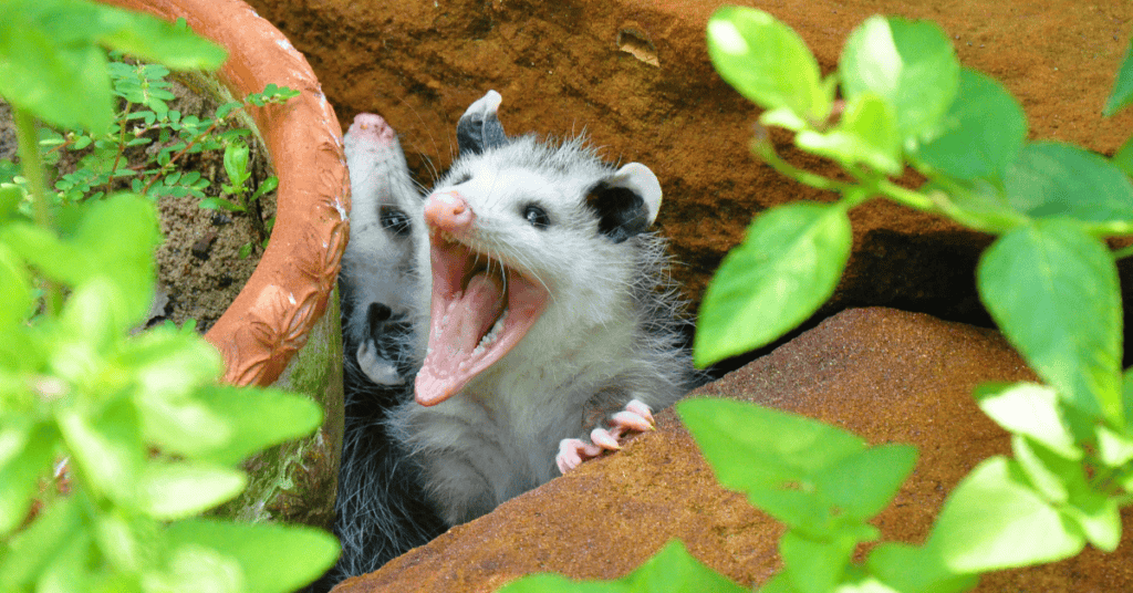 Seeing A Baby Possum In Your Dream