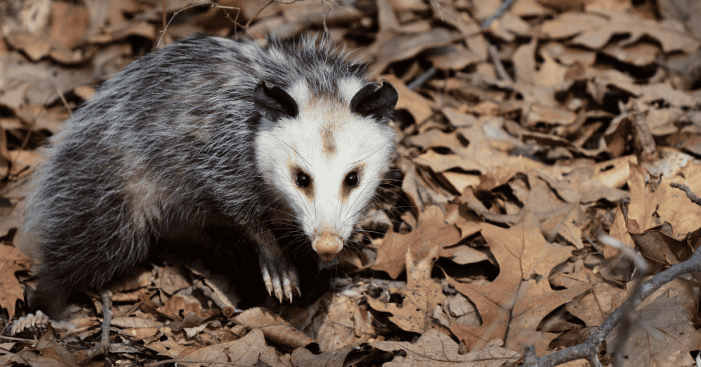 Seeing A Black Possum In Dreams