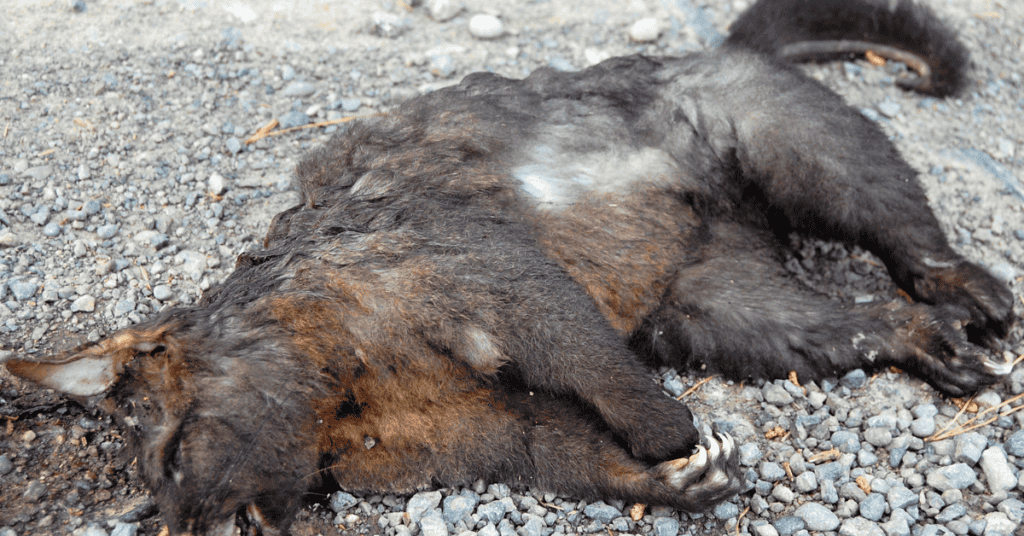 Seeing A Dead Possum In Your Dream