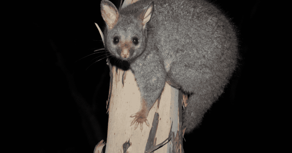 Seeing A Possum Chasing You In Your Dream