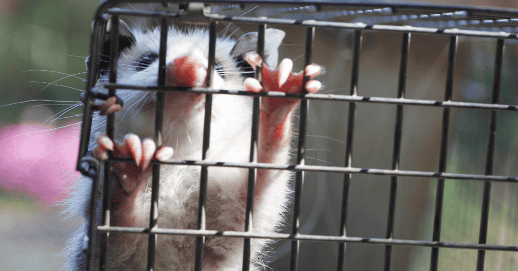 Seeing A Possum In Trap In Your Dream